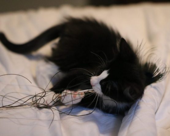 A black and white kitten playing with string